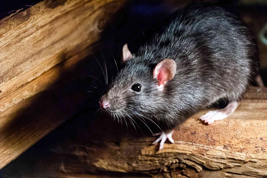 What are the Dangers of Rats and Rodents in Your House?