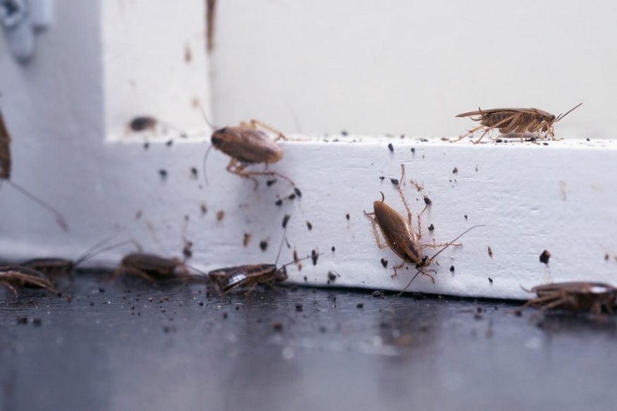 Pest Behavior