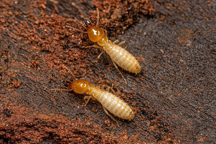 What Is the Best Time for Termite Treatment in Four Corners?
