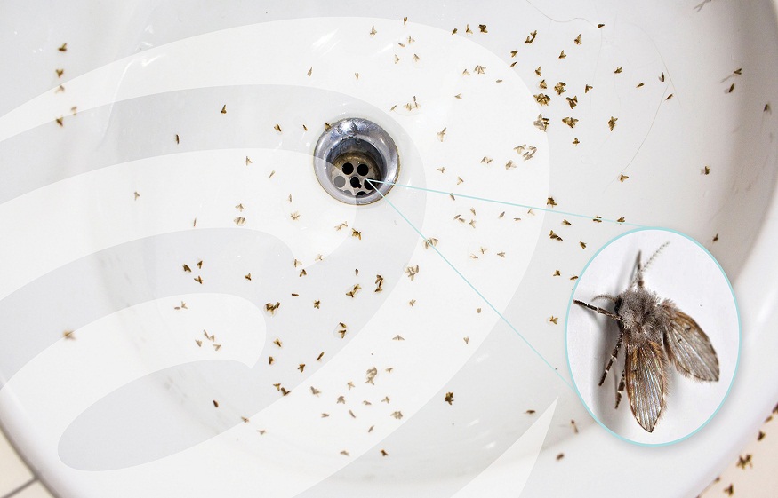Drains Flies