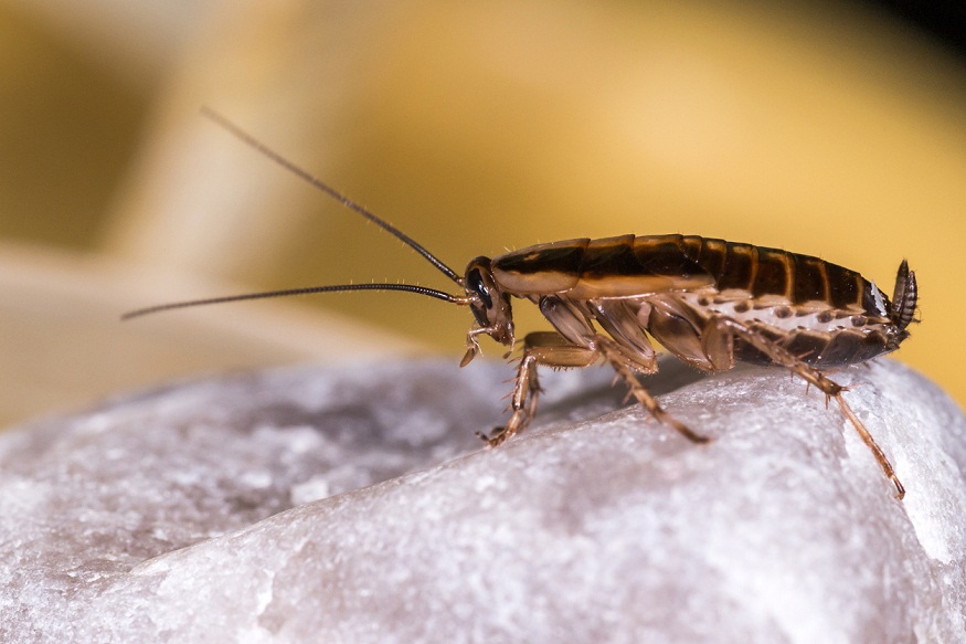 Secret Lives of Pests
