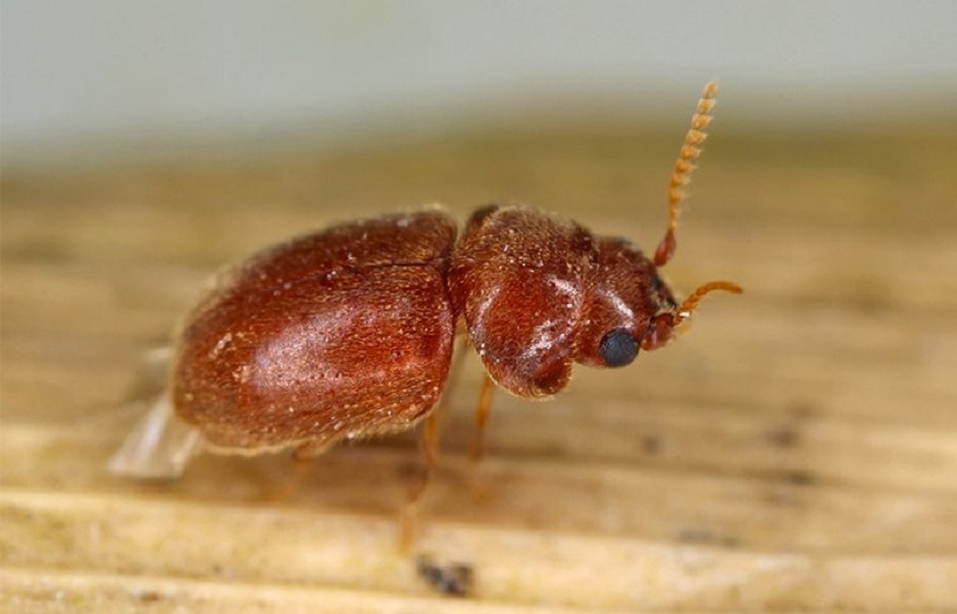 Romney Pest Control